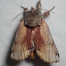 Attēlu rezultāti vaicājumam “Badhamiopsis macrospora sessile”