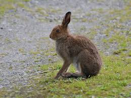 Attēlu rezultāti vaicājumam “Lepus timidus”