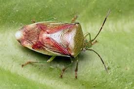 Attēlu rezultāti vaicājumam “Elasmostethus interstinctus imago”