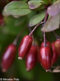 Attēlu rezultāti vaicājumam “Berberis thunbergii fruit”