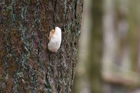 Attēlu rezultāti vaicājumam “Reticularia lobata young”