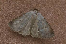 Attēlu rezultāti vaicājumam “Lygephila viciae”