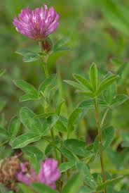 Attēlu rezultāti vaicājumam “Trifolium medium flower”