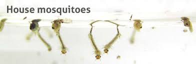 Attēlu rezultāti vaicājumam “Culex pipiens larva”