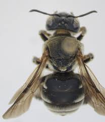 Attēlu rezultāti vaicājumam “Ancylis apicella”