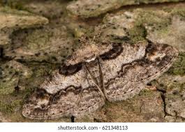 Attēlu rezultāti vaicājumam “Cleora cinctaria”