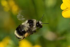 Attēlu rezultāti vaicājumam “Bombus”