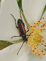 Attēlu rezultāti vaicājumam “Stenurella melanura”