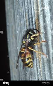 Attēlu rezultāti vaicājumam “Vespula rufa”