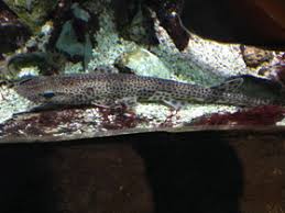 Image result for Scyliorhinus stellaris