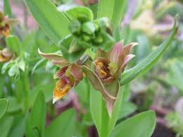 Attēlu rezultāti vaicājumam “Epirranthis diversata upperside”