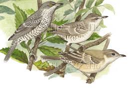 Attēlu rezultāti vaicājumam “Sylvia nisoria adult”