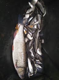 Image result for Plough Angling Society