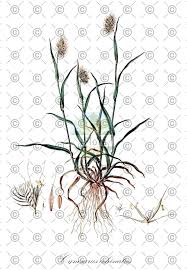 Attēlu rezultāti vaicājumam “Danthonia decumbens fruit”