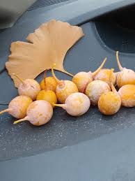 Attēlu rezultāti vaicājumam “Ginkgo biloba fruit”