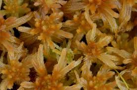 Attēlu rezultāti vaicājumam “Sphagnum balticum”