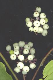 Attēlu rezultāti vaicājumam “Cornus sericea fruit”