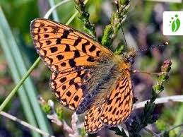 Attēlu rezultāti vaicājumam “Boloria aquilonaris underside”