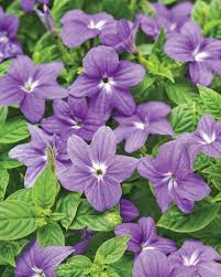 Image result for Browallia speciosa