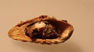 Attēlu rezultāti vaicājumam “Andricus quercuscorticis”