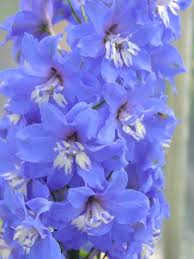 Attēlu rezultāti vaicājumam “Delphinium elatum”