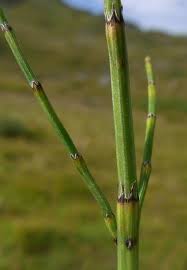 Attēlu rezultāti vaicājumam “Equisetum palustre”