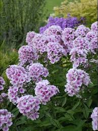 Image result for Phlox paniculata `Bright Eyes`