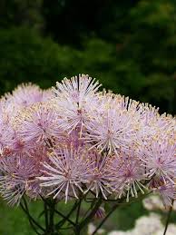 Attēlu rezultāti vaicājumam “Thalictrum aquilegifolium flower”