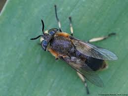 Attēlu rezultāti vaicājumam “Heptatoma pellucens”