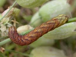 Attēlu rezultāti vaicājumam “Hadena rivularis”