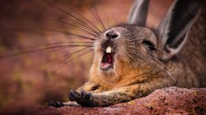 Image result for viscacha