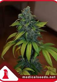 Resultado de imagen para la marihuana channel