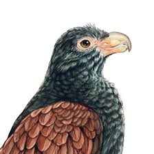 Attēlu rezultāti vaicājumam “Didymium proximum”