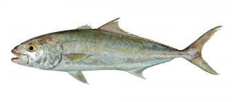 Image result for Seriola rivoliana