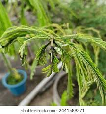 Attēlu rezultāti vaicājumam “Quercus robur fo. pectinata”