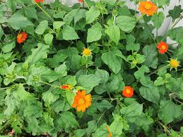 Image result for Tithonia rotundifolia