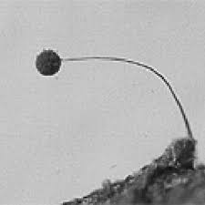 Attēlu rezultāti vaicājumam “Paradiacheopsis sp.”