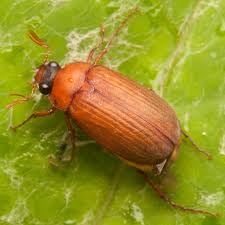 Attēlu rezultāti vaicājumam “Serica brunnea”