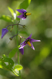 Attēlu rezultāti vaicājumam “Solanum dulcamara flower”