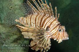 Image result for Pterois volitans