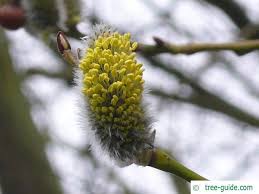 Attēlu rezultāti vaicājumam “Salix caprea fruit”