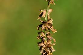 Attēlu rezultāti vaicājumam “Herminium monorchis leaf”