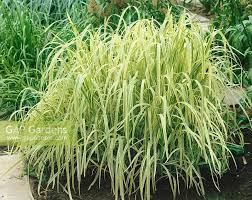 Attēlu rezultāti vaicājumam “Glyceria maxima”