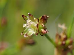 Attēlu rezultāti vaicājumam “Juncus alpinoarticulatus fruit”