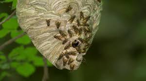 Attēlu rezultāti vaicājumam “Dolichovespula media”