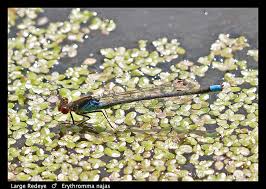 Attēlu rezultāti vaicājumam “Erythromma najas”