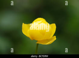 Attēlu rezultāti vaicājumam “Trollius europaeus bud”