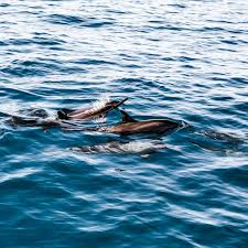 Image result for Durley Dolphin Diver