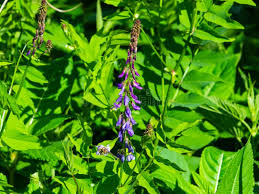 Attēlu rezultāti vaicājumam “Galega orientalis leaf”
