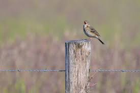 Attēlu rezultāti vaicājumam “Anthus trivialis adult”